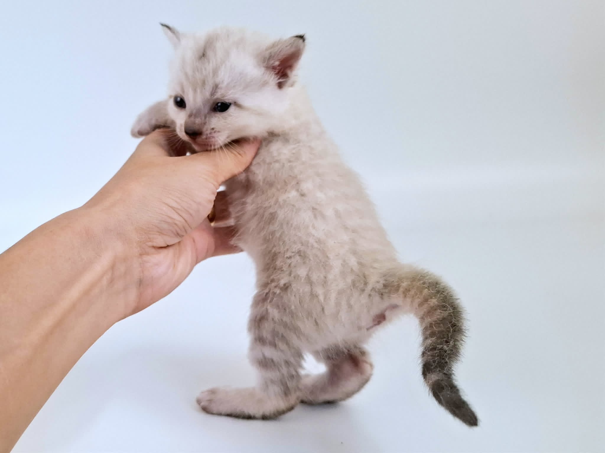 Kitten 8